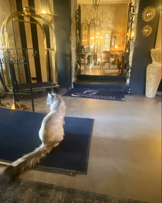 #hotelgounod #hotelprovence #hotellovers #saintremydeprovence #catlover